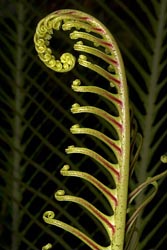 blechnum gibbum thumbnail graphic